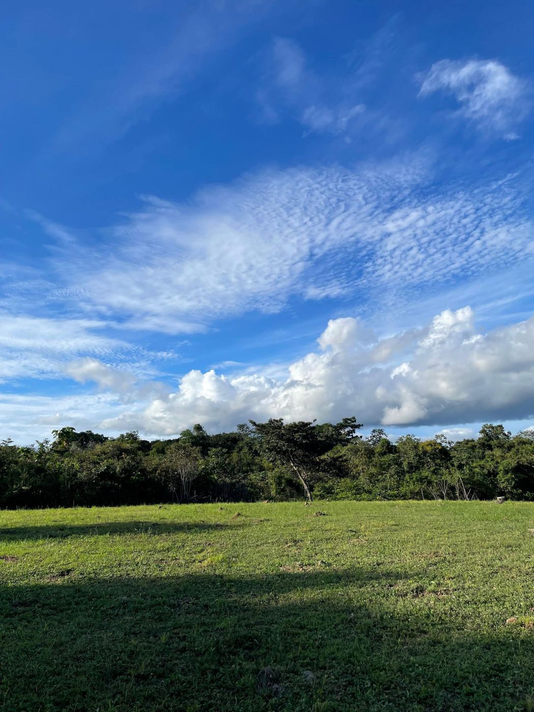 Flat grass-covered land with trees in the background and clouds