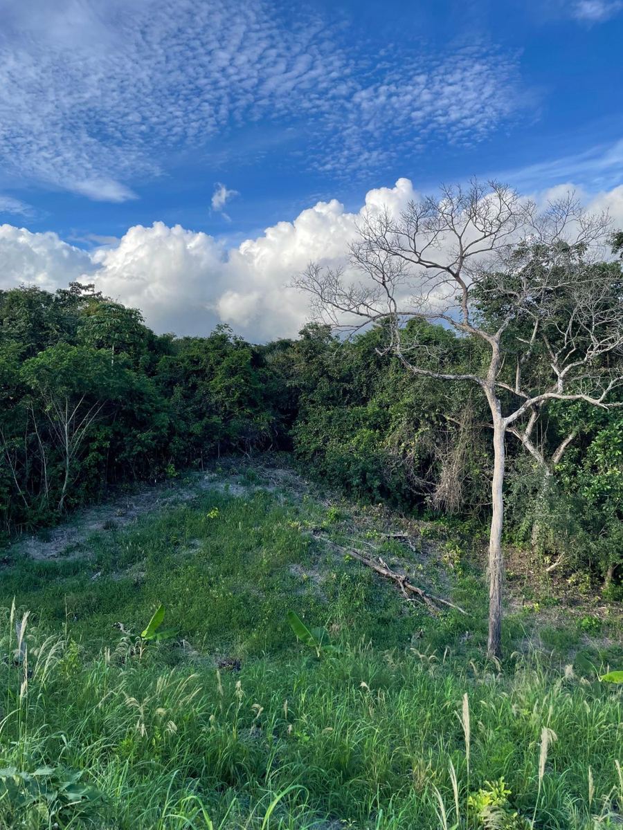 Lot with a sloped area, trees and dense vegetation in the background