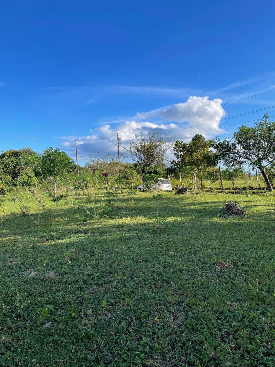 Grass-covered land with trees and a fence in the background under a blue sky